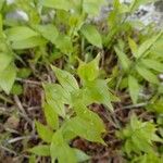 Ruscus hypophyllum Leaf