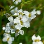 Arabidopsis halleri 葉