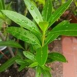 Nerium oleander Vekstform