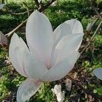 Magnolia × soulangeanaKvet