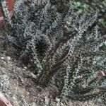 Edithcolea grandis List