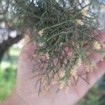 Juniperus turbinata Flower