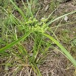Cyperus difformis Likasa