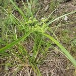 Cyperus difformis Листок