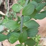 Pereskiopsis diguetii Hoja