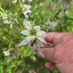 Monarda punctata Flower