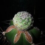 Strombocactus disciformis 叶