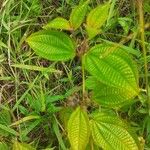 Miconia crenata Folla