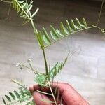 أنواع غير معروفةLeaf