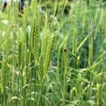 Triticum monococcum Fruit