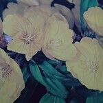 Oenothera fruticosa Flower