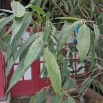 Ficus binnendykii Leaf