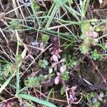 Thymus pulegioides Fuelha