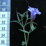 Echinacanthus attenuatus Otro