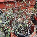 Corokia cotoneaster অভ্যাস