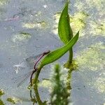 Potamogeton nodosus Leaf