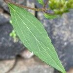 Ageratina riparia Folha
