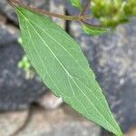 Ageratina riparia Leaf