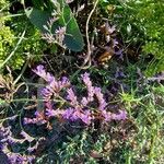 Limonium vulgareKwiat