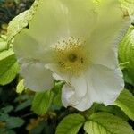 Rosa arvensis Flower