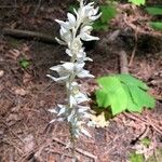 Cephalanthera austiniae Flower