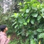 Ficus costaricana Leaf