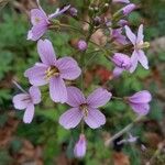 Cardamine pentaphyllos Λουλούδι