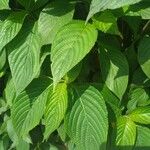 Eranthemum pulchellum Leaf