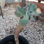 Moricandia foetida Fruto