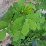 Cassia obtusifolia Leaf