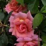 Rosa lucieae Fleur