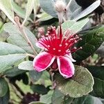 Acca sellowiana फूल
