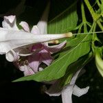 Coutarea hexandra Flower