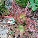 Aloe dorotheae List