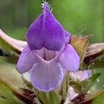 Prunella hastifolia Квітка