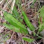 Taraxacum mattmarkense पत्ता