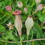 Silene vallesia Fruchs