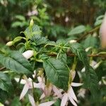 Fuchsia magellanica Blad