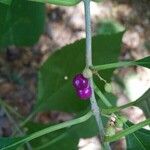 Callicarpa americana Other