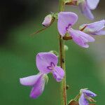 Desmodium cuspidatum Flor