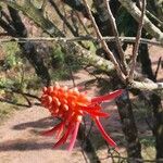 Erythrina costaricensis Цвят