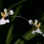 Tolumnia variegata Floare