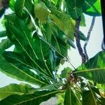 Meryta denhamii Hoja