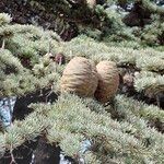 Cedrus atlantica 果實