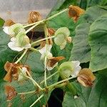 Begonia sericoneura Kukka