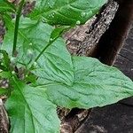 Lapsana communis Leaf