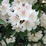 Rhododendron formosanum Blüte