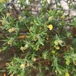 Cistus calycinus Feuille