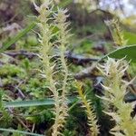 Selaginella selaginoides Folha