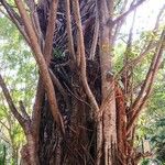 Ficus altissima Bark